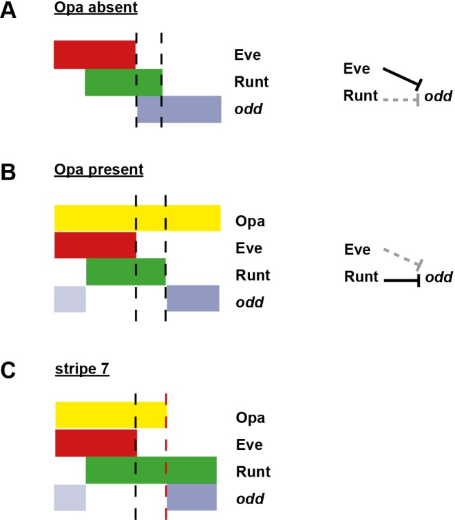 Appendix 2—figure 2—figure supplement 3.