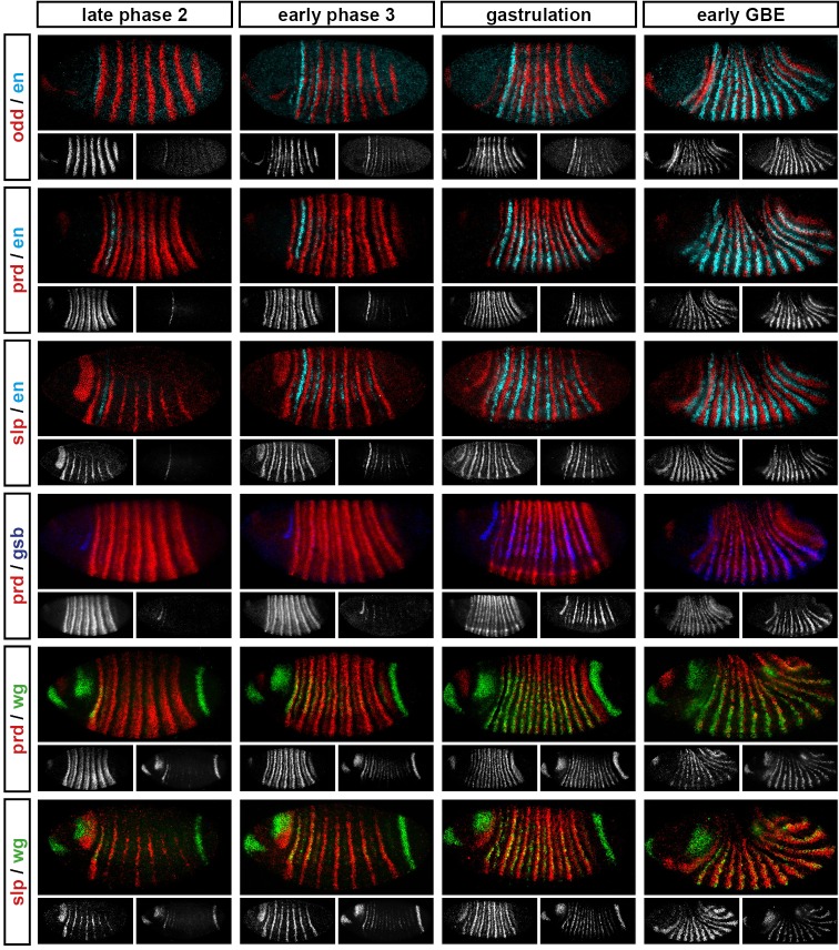 Figure 4—figure supplement 2.