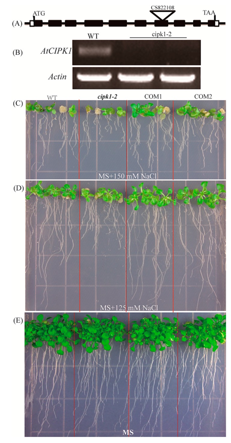 Figure 5