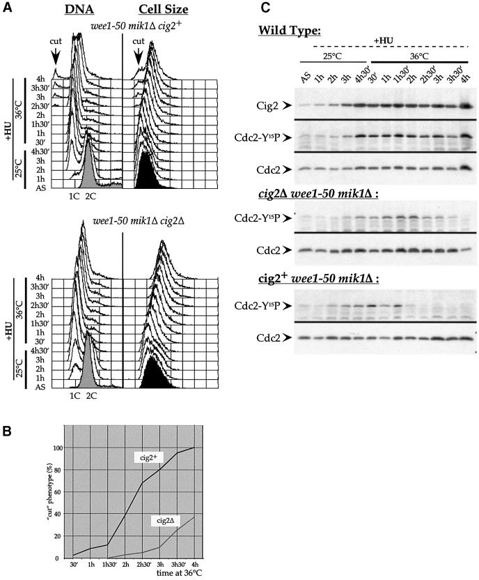 graphic file with name cdf346f5.jpg
