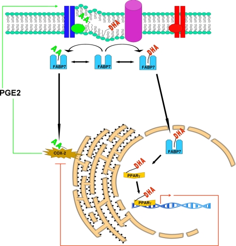 FIGURE 12.