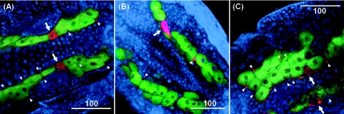 FIG. 4.