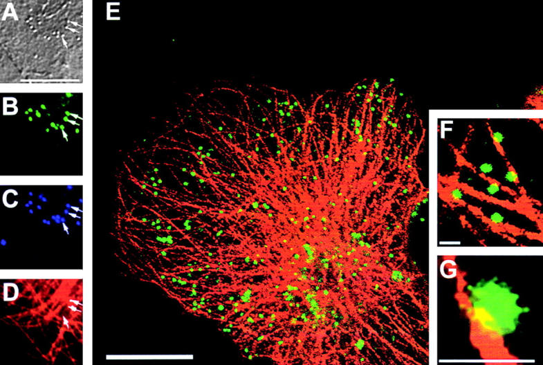 Figure 10.