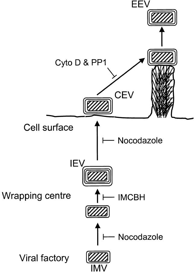 Figure 11.