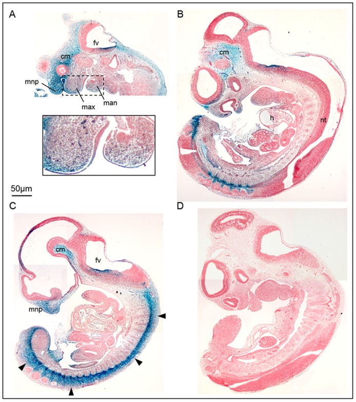 Fig 1