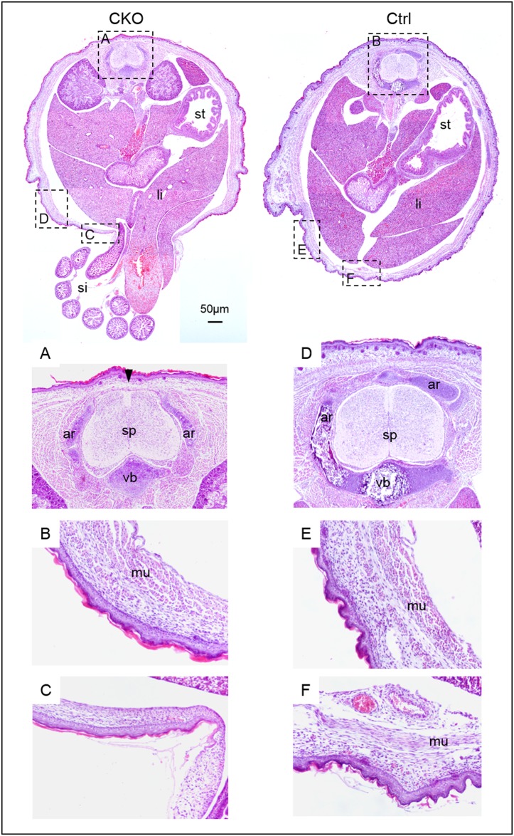 Fig 6