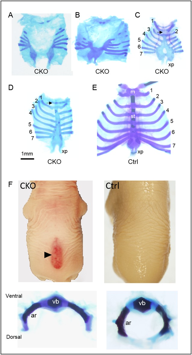 Fig 5