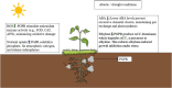 Diagram showing a plant in soil with PGPR (Plant Growth-Promoting Rhizobacteria) near the roots. Left box: under sunlight, ROS decreases, and nutrient uptake increases due to PGPR. Right box: in drought conditions, ABA and ethylene decrease, enhancing gas exchange, photosynthesis, and reducing ethylene-induced growth inhibition.