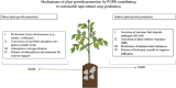Illustration depicting mechanisms of plant growth promotion by PGPR for sustainable agriculture. Direct promotion includes hormone production, phosphate conversion, nitrogen fixation, and nutrient support. Indirect promotion involves enzyme secretion, defense response activation, antimicrobial production, and pathogen suppression. A plant is shown with labeled sections for direct and indirect growth mechanisms, linked to PGPR in the soil.