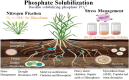 Illustration depicting phosphate solubilization by Bacillus. A plant shows nitrogen fixation by Rhizobium and interactions with rhizospheric bacteria and fungi. It highlights mechanisms like stress management, biofilm formation, and mycorrhizal fungi aiding phosphate uptake and water absorption. Concepts include drought resistance through EPS, heavy metal chelation, and stress management with ROS or compatible solutes.