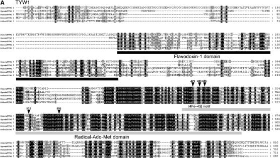 Figure 3a