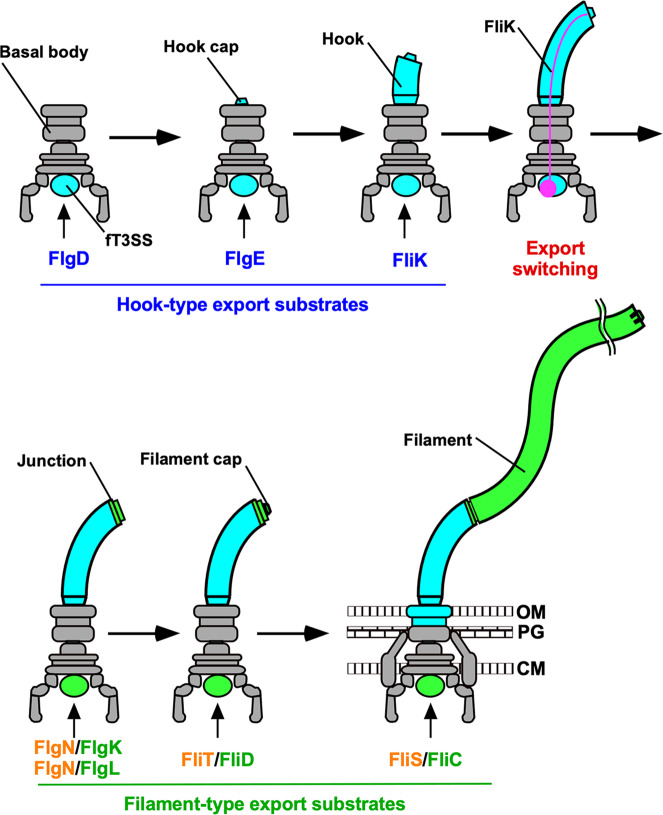 Fig. 1