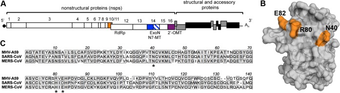 FIG 1