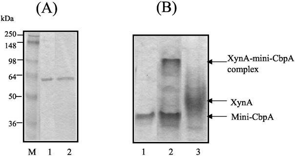 FIG. 1.