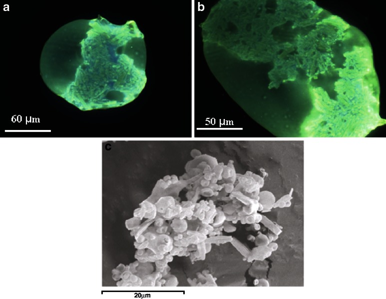 Fig. 11