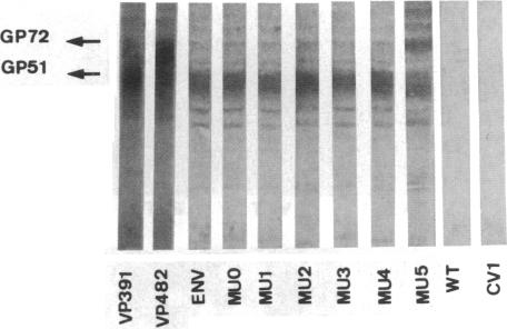 graphic file with name pnas01083-0151-a.jpg