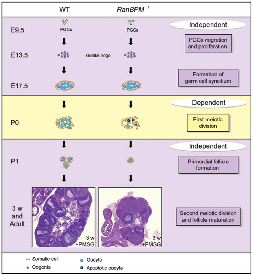 Figure 13.5