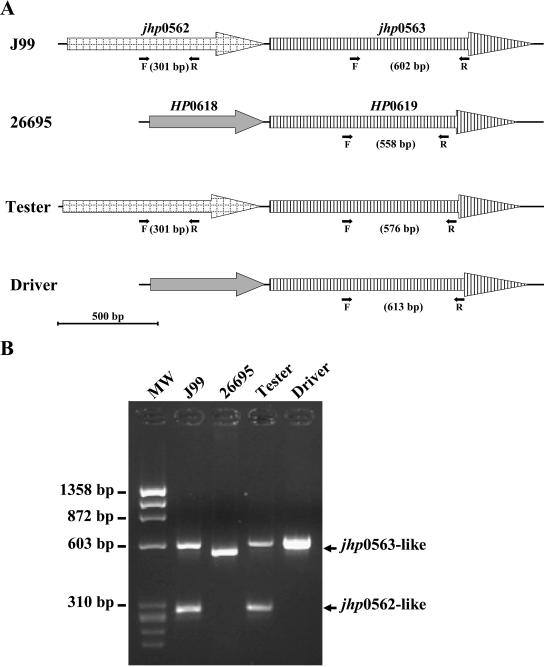 FIG. 1.