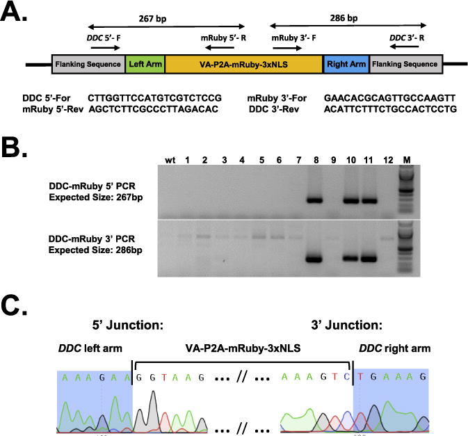 Fig. 7