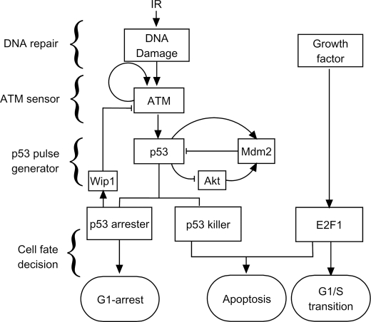 FIGURE 1.