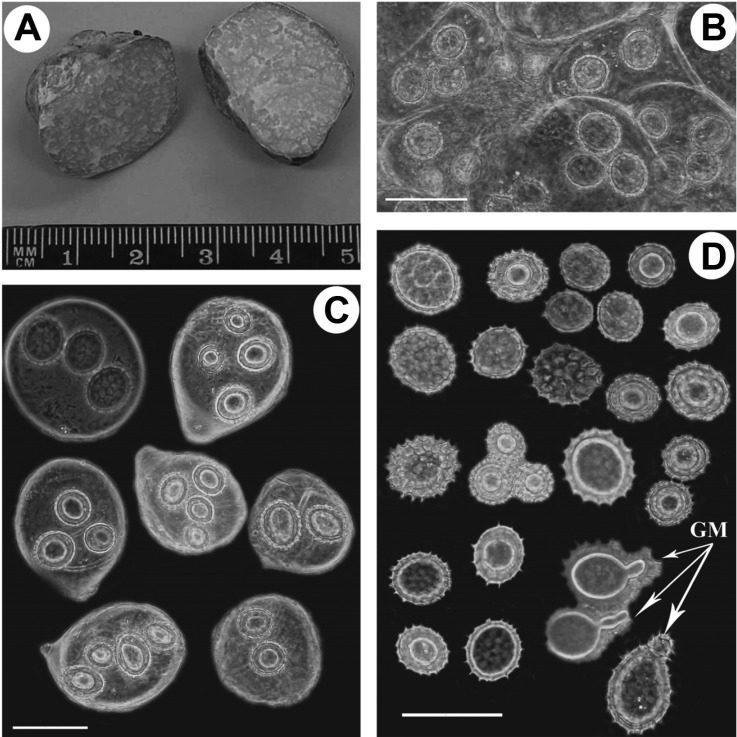 Fig. 5