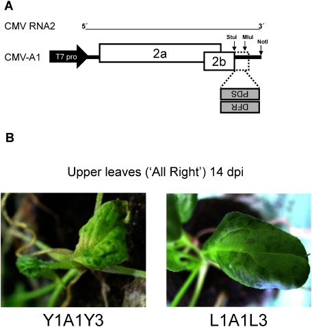 Figure 1. Construction of the CMV vector for VIGS. (A) Schematic representation of the CMV vector A1, whose backbone is RNA2 encoding the 2a and 2b genes. The spinach genes (PDS and DFR) were cloned between the StuI and MluI site in the antisense orientation. (B) Symptoms on the upper leaves of spinach (‘All Right’) infected with the original vectors of Y1A1Y3 (left) and L1A1L3 (right).