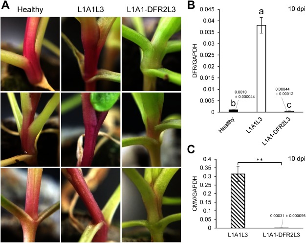 Figure 4. Expected silencing phenotype (decoloration) observed in the stem of spinach inoculated with L1A1-DFR2L3 at 10 dpi. The set of pictures is VIGS against the DFR gene in the red-purple spinach cultivar ‘Kuroshio.’ The pictures of the stems from three individual plants (healthy plants and L1A1L3-infected plants) are shown for comparison. The GAPDH gene was used as a reference gene. (B) Real-time RT-PCR was conducted using primer pairs as in Supplementary Table S1. To maintain homogeneity of variance among the sample groups, the raw data was converted to log data for the statistical analysis. Means (±SE) among the infected plants were analyzed for significant differences using Tukey’s multiple comparison test (* p<0.05); different letters above the bars indicate a significant difference among isolates. (C) Comparison of viral accumulation by real-time RT-PCR. Total RNA was extracted from stem. Real-time RT-PCR was conducted as explained in Figure 2. Statistical analysis was performed using Student’s t-test (** p<0.01).