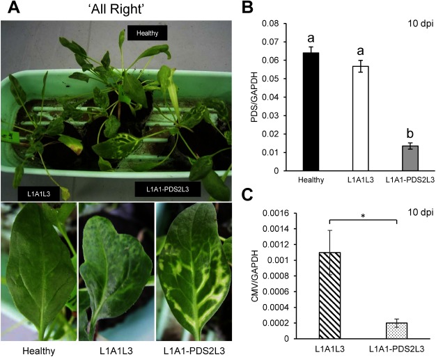 Figure 2. VIGS against the PDS gene in the spinach cultivar ‘All Right.’ (A) Photobleaching phenotype observed on the upper systemic leaves of spinach inoculated with L1A1-PDS2L3 at 10 dpi. The pictures of leaves of healthy plants and empty vector-infected plants are shown for comparison. (B) PDS expression levels in the upper non-inoculated leaves at 10 dpi. Real-time RT-PCRs were conducted using primer pairs as in Supplementary Table S1. The glyceraldehyde 3-phosphate (GAPDH) gene was used as a reference gene. Means (±SE) among the infected plants were analyzed for significant differences using Tukey’s multiple comparison test (* p<0.05); different letters above the bars indicate a significant difference among isolates. (C) CMV accumulation levels in upper non-inoculated leaves at 10 dpi. Real-time RT-PCR for the virus accumulation was conducted using primer pair of CMV-DET-5-340 and CMV-DET-3-340 (Supplementary Table S1). The CMV-DET-5-340 primer hybridizes to both CMV-L RNA3 (positions 1864–1884) and the subgenomic RNA from RNA3 designated RNA4, which is the mRNA for the coat protein. The CMV-DET-3-340 primer hybridizes to the 3′ end of RNA3 and RNA4. The size of the PCR product is 353 bp. The GAPDH gene was used as a reference (Supplementary Table S1). Statistical analysis was conducted by Student’s t-test (* p<0.05).