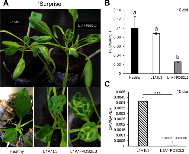 Figure 3. VIGS against the PDS gene in the spinach cultivar ‘Surprise.’ (A) Photobleaching observed on the upper leaves of spinach inoculated with L1A1-PDS2L3 at 10 dpi. The pictures of leaves of healthy plants and empty vector-infected plants are shown for comparison. (B) PDS expression levels in the upper non-inoculated leaves at 10 dpi. Real-time RT-PCRs were conducted using primer pairs as in Supplementary Table S1. Statistical analysis for real-time RT-PCR of PDS was conducted using Tukey’s multiple comparison test (* p<0.05); different letters above the bars indicate a significant difference among isolates. (C) CMV accumulation levels in upper non-inoculated leaves at 10 dpi. Real-time RT-PCR was conducted as explained in Figure 2. Statistical analysis was performed using Student’s t-test (*** p<0.001).