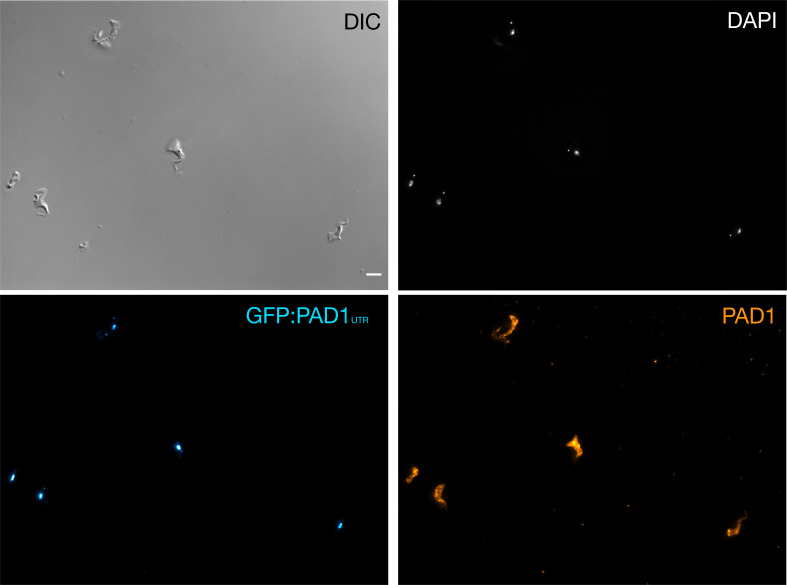 Figure 1—figure supplement 1.