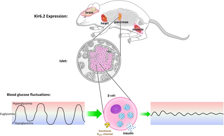 A silhouette of a mouse with shadowed organs, except for the brain, heart, pancreas, and muscle being highlighted in color with pink glow, is used to illustrate Kir6.2 expression. Red dots on the pancreas represent the islets. Zooming in, the functional KATP channels in the pancreatic β cells are the systemic glucostat that limits the blood glucose fluctuation range to maintain stable circulating glucose levels.