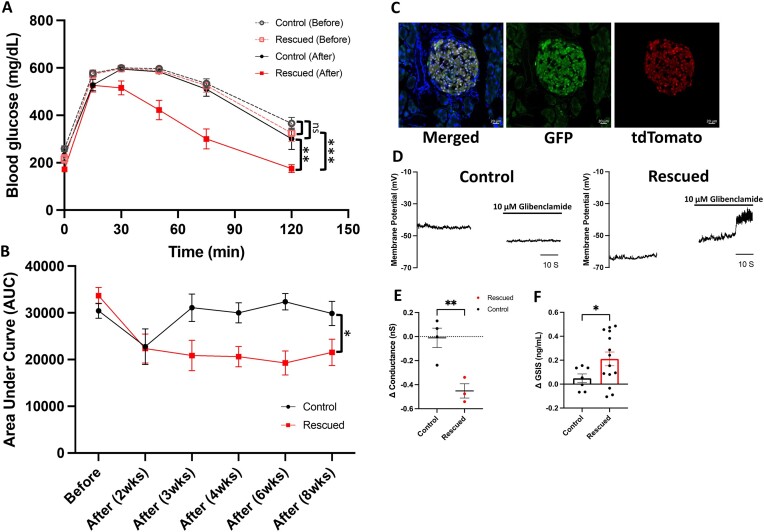 Graphs depicting the rescued glucose tolerance in mice previously lacking both pancreatic and neuronal functional KATP channels upon restoration of functional pancreatic KATP channels labeled from A to B and figures with fluorescent labeling to show successful restoration of KATP channels to the pancreatic islets included in C. Graphs showing pancreatic β cell activity and KATP-dependent K+ conductance and glucose-stimulated insulin secretion labeled in D to F respectively reveal that successful restoration of functional KATP channels to pancreatic β cells can reinstate cell function and glucose homeostasis.