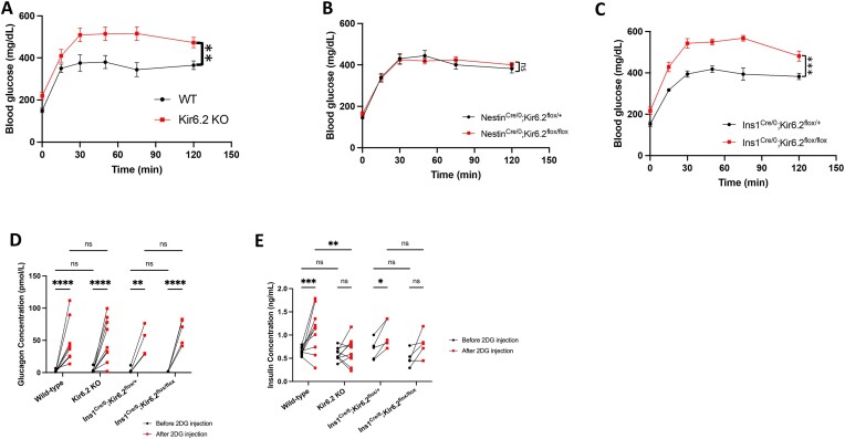 Graphs depicting the ability to sense glycopenia, a state of systemic glucose shortage, in mice lacking both pancreatic and neuronal, only neuronal, or only pancreatic KATP channels labeled from A to C show that without functional pancreatic KATP channels, mice have amplified response to glycopenia and release more glucose into systemic circulation. Graphs indicating the secreted glucagon and insulin levels upon glycopenia induction in mice lacking both pancreatic and neuronal and only pancreatic functional KATP channels labeled from D to E demonstrate that the lack of functional pancreatic KATP channels does not attenuate glycopenia-induced counter-regulatory responses, in which all mice showed increased levels of glucagon, but impairs glucose-stimulated insulin secretion that is expected to be activated after the glycopenia-induced glucose increase.