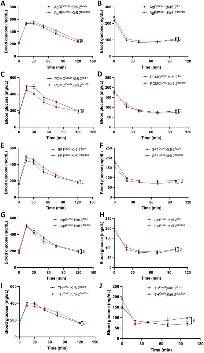 Graphs depicting glucose tolerance and insulin sensitivity in mice lacking functional KATP channels in specific neuronal subpopulations labeled from A to J show that neither is altered in any of the mice.