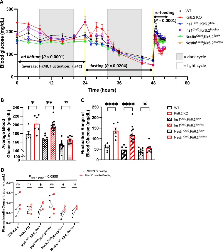 Graphs depicting blood glucose fluctuations when mice lacking both pancreatic and neuronal, only pancreatic, and only neuronal functional KATP channels are freely eating, fasted for prolonged durations, and refed after prolonged fasting in A with the average and fluctuation range of blood glucose levels when mice are freely eating labeled in B and C show that blood glucose levels become unstable without functional pancreatic KATP channels. Graphs with the insulin levels after prolonged fasting and after refed labeled in D indicate impairment in stimulus-induced insulin secretion without functional pancreatic KATP channels.