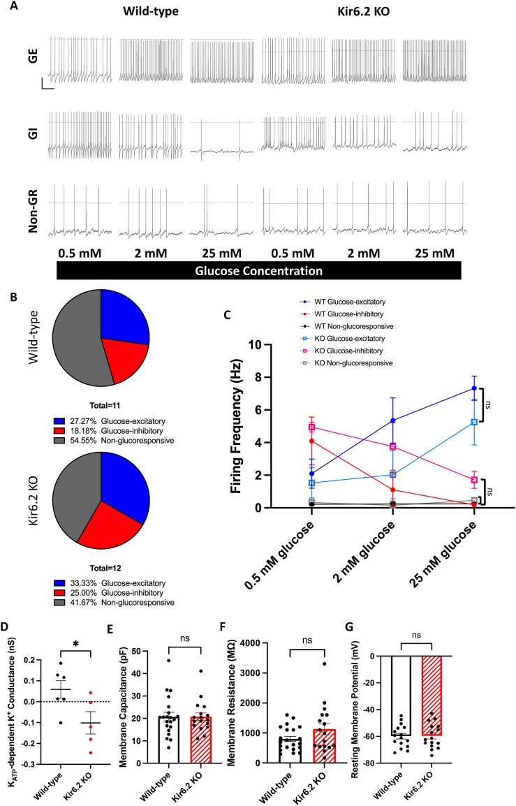 Electrophysiology recording traces in ventromedial hypothalamic neurons lacking functional KATP channels shown in A without any changes in the distribution of the glucoresponsive neuronal population shown in B and C prove that glucose responsiveness does not require KATP channels. Despite the abolition of KATP-dependent neuronal K+ conductance in these neurons shown in D, membrane properties shown in E to G including membrane capacitance, membrane resistance, and resting membrane potential remain unaltered.