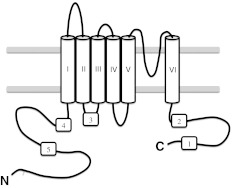 Fig. 1