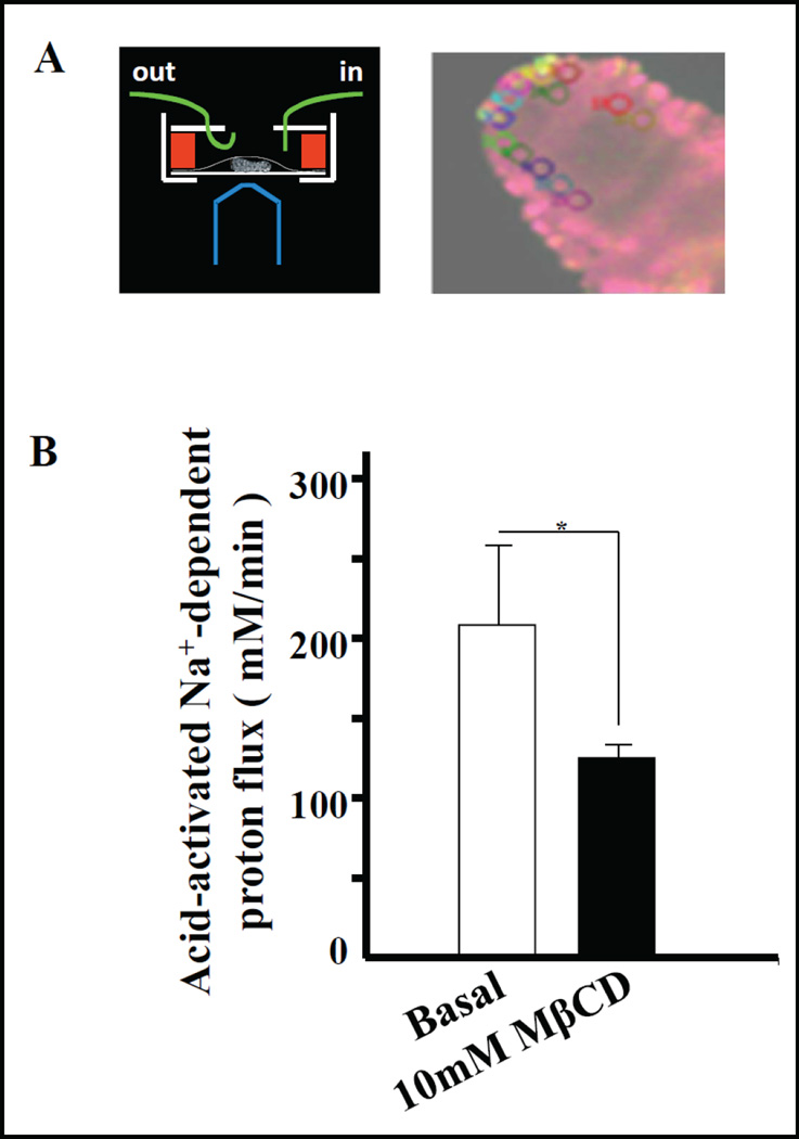 Fig. 5