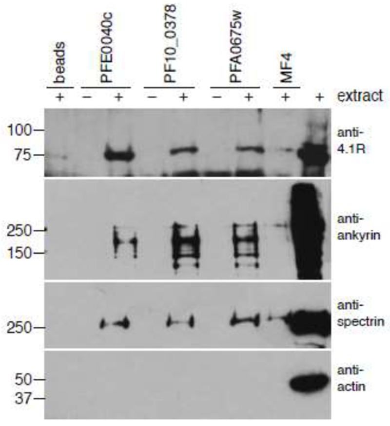 Fig.1.