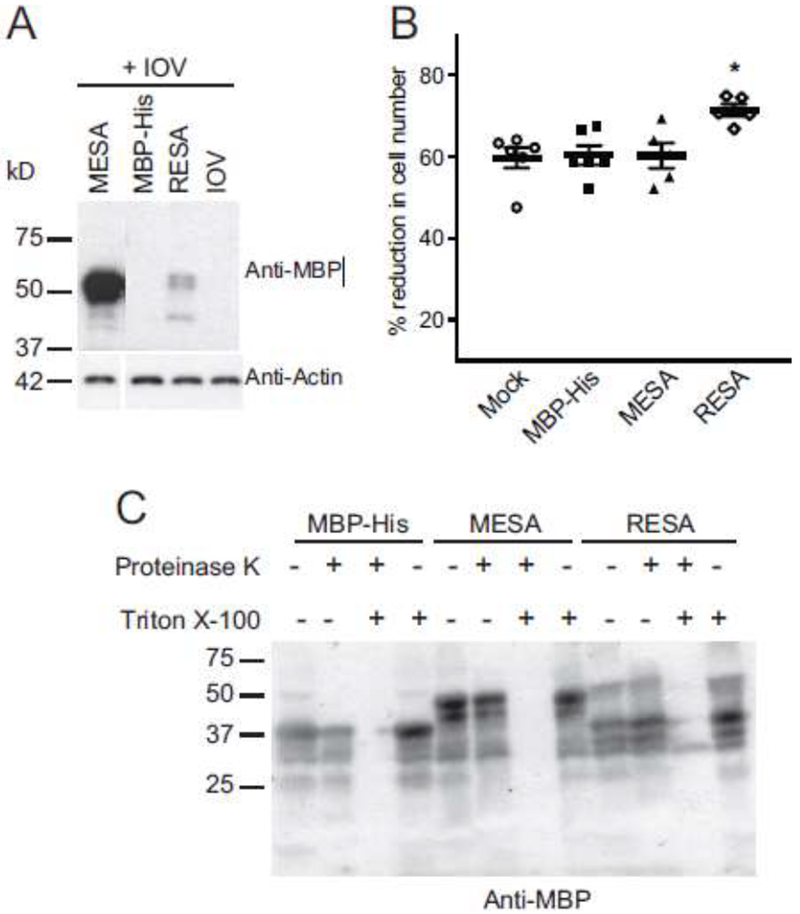 Fig. 9.