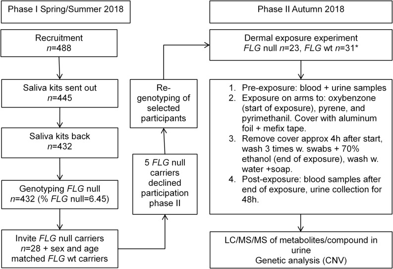 Figure 1 is a flow chart depicting Phase 1 spring per summer 2018 and Phase 2 Autumn 2018. Phase 1 spring per summer 2018 has seven steps. Step 1: Recruitment lowercase italic n equals 488. Step 2: Saliva kits sent out lowercase italic n equals 445. Step 3: Saliva kits back lowercase italic n equals 432. Step 4: Genotyping filaggrin gene null lowercase italic n equals 432 (percent filaggrin gene null equals 6.45). Step 5: Invite filaggrin gene null carriers lowercase italic n equals 28 plus sex and age matched filaggrin gene wild-type carriers. Step 6: 5 filaggrin gene null carriers declined participation phase 2. Step 7: Re-genotyping of selected participants. Phase 2 Autumn 2018 has three steps. Step 1: Re-genotyping of selected participants leads to dermal exposure experiment filaggrin gene null lowercase italic n equals 23, filaggrin gene wild-type lowercase italic n equals 31 asterisk. Step 2: 1) Pre-exposure: blood plus urine samples, 2) Exposure on arms to: oxybenzone (start of exposure), pyrene, and pyrimethanil. Cover with aluminum foil plus mefix tape, 3) Remove cover approx. 4 hours after start, wash 3 times w. swabs plus 70 percent ethanol (end of exposure), wash w. water plus soap, and 4) Post-exposure: blood samples after end of exposure, urine collection for 48 hours. Step 3: Liquid chromatography mass spectrometry of metabolites per compound in urine genetic analysis (copy number variants).