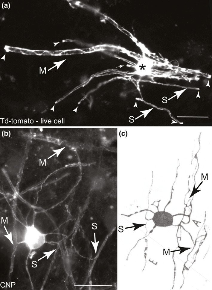 FIGURE 4