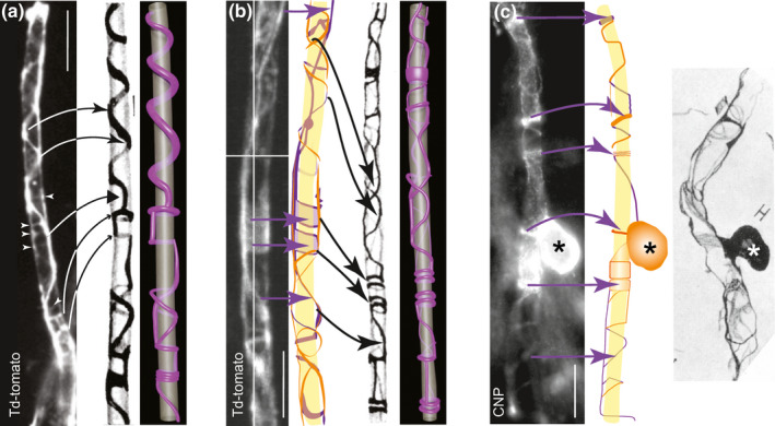 FIGURE 3