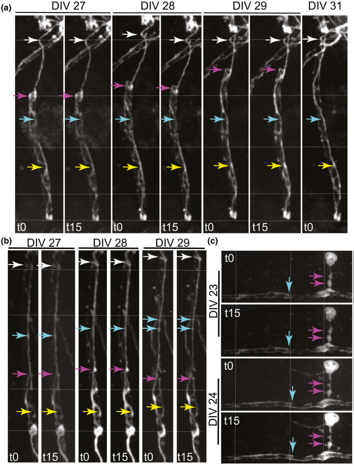 FIGURE 6