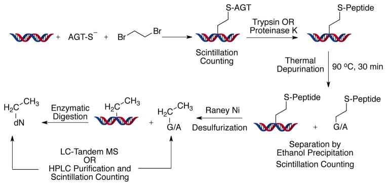 Scheme 2