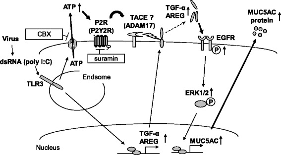 Fig. 8