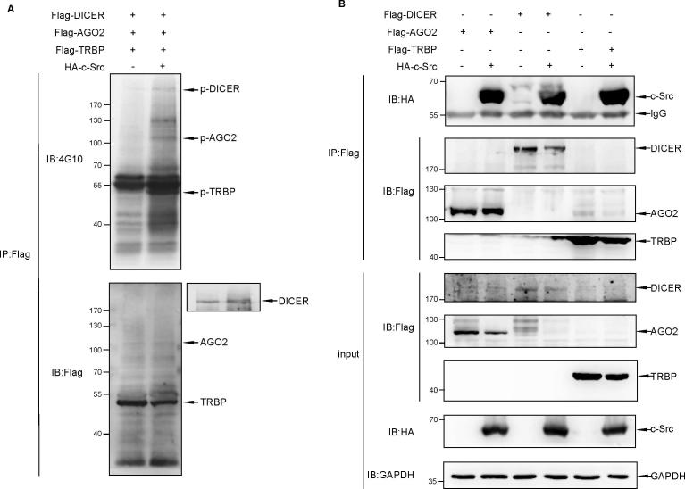 Supplementary Fig. S1