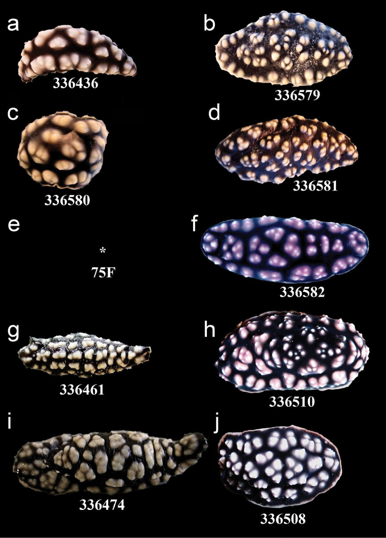 Figure 12.