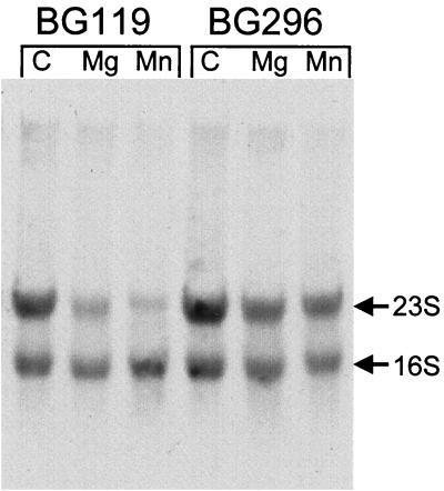 FIG. 1