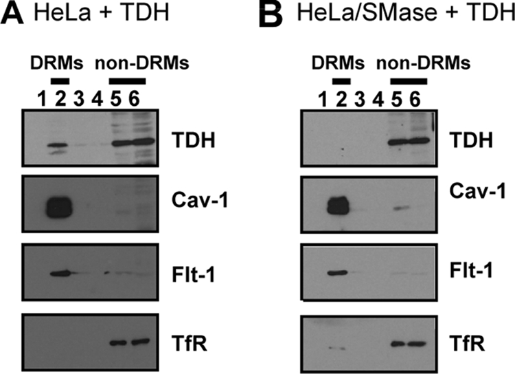 FIG. 7.